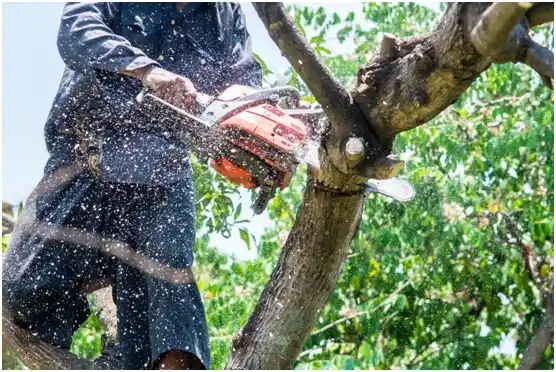 tree services Amherst